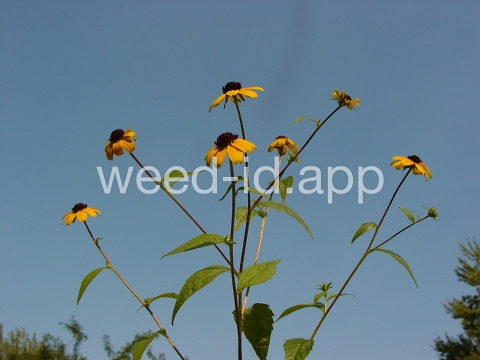 browneyed-Susan